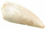 Serrated Raptor Tooth - Real Dinosaur Tooth #364825-1